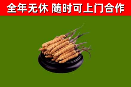 贡井区回收散虫草
